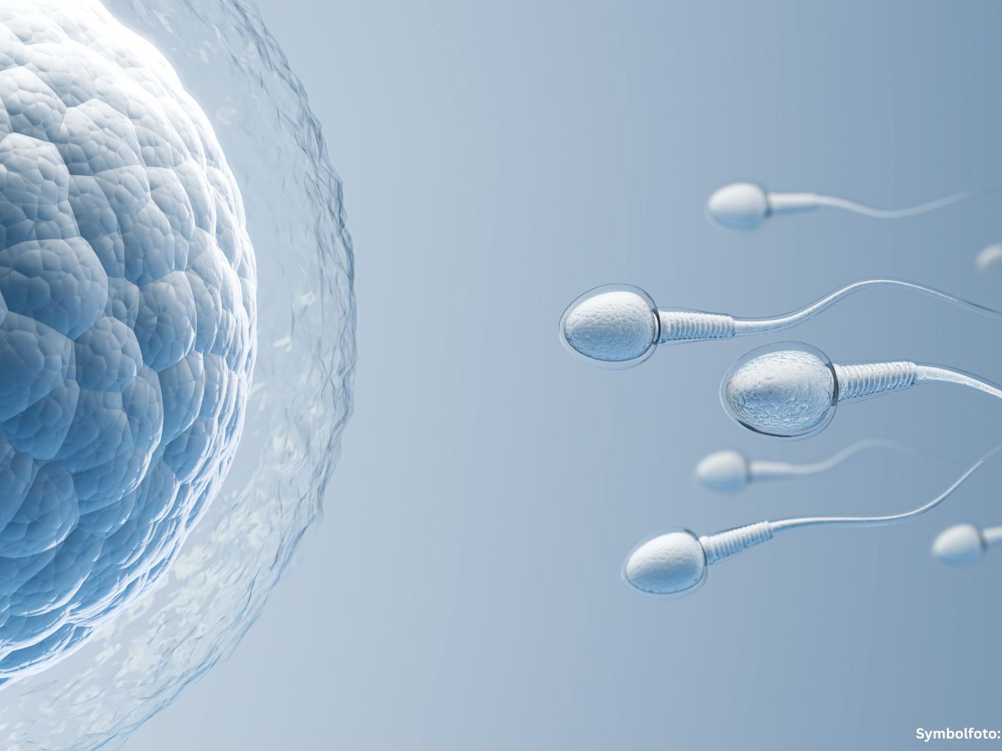 Spermien auf dem Weg zur Eizelle: Ihre Anzahl, Beweglichkeit und genetische Integrität sind entscheidend für die männliche Fruchtbarkeit.