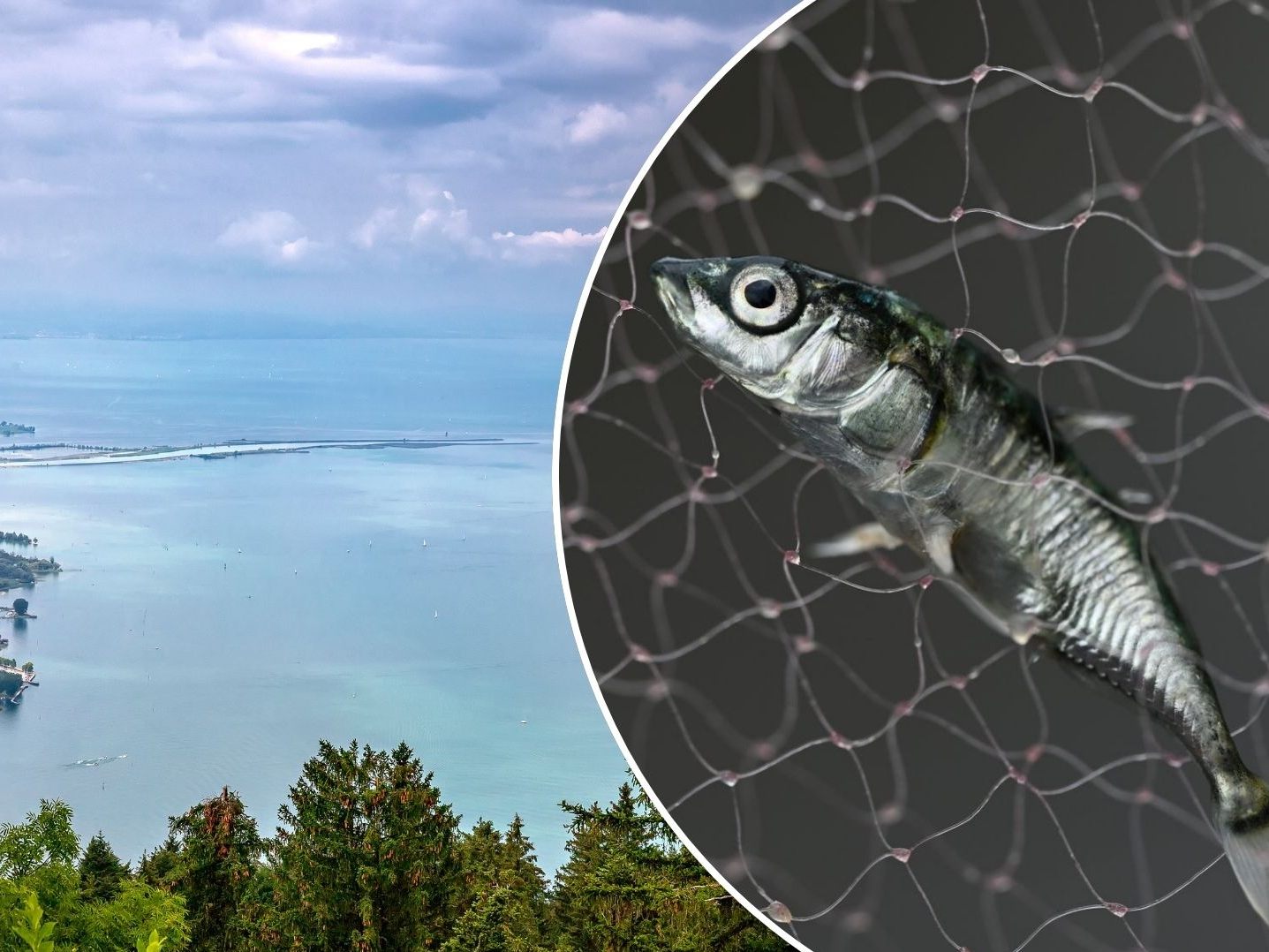 Der Stichling existiert seit den 1950er-Jahren als gebietsfremde Art im Bodensee und verursachte ein Ungleichgewicht.