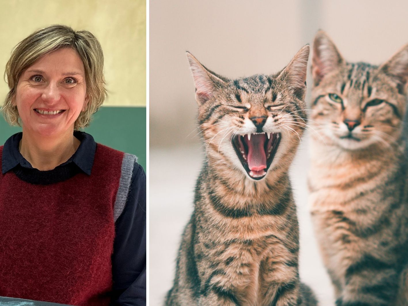 Wie funktioniert harmonisches Zusammenleben mit mehreren Katzen?