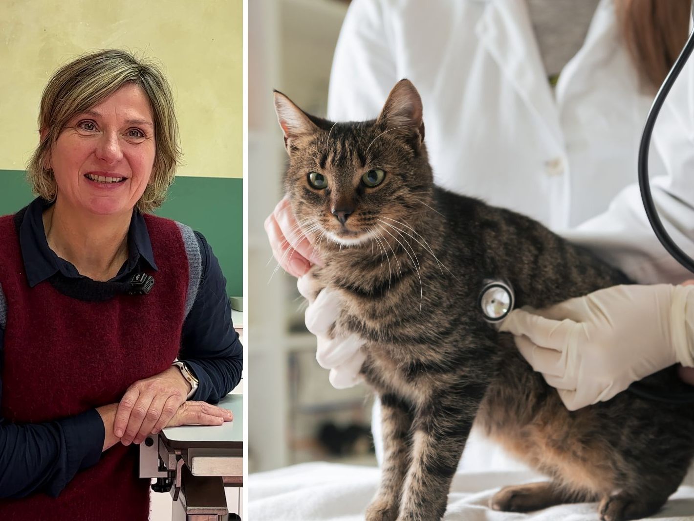 Wie viel Sinn macht eine Krankenversicherung für die Katze?
