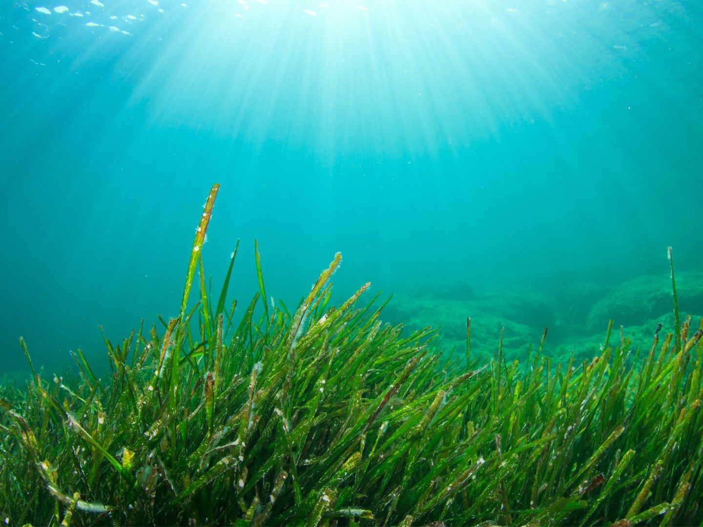Die Seegraswiesen in Italien gehen zurück.