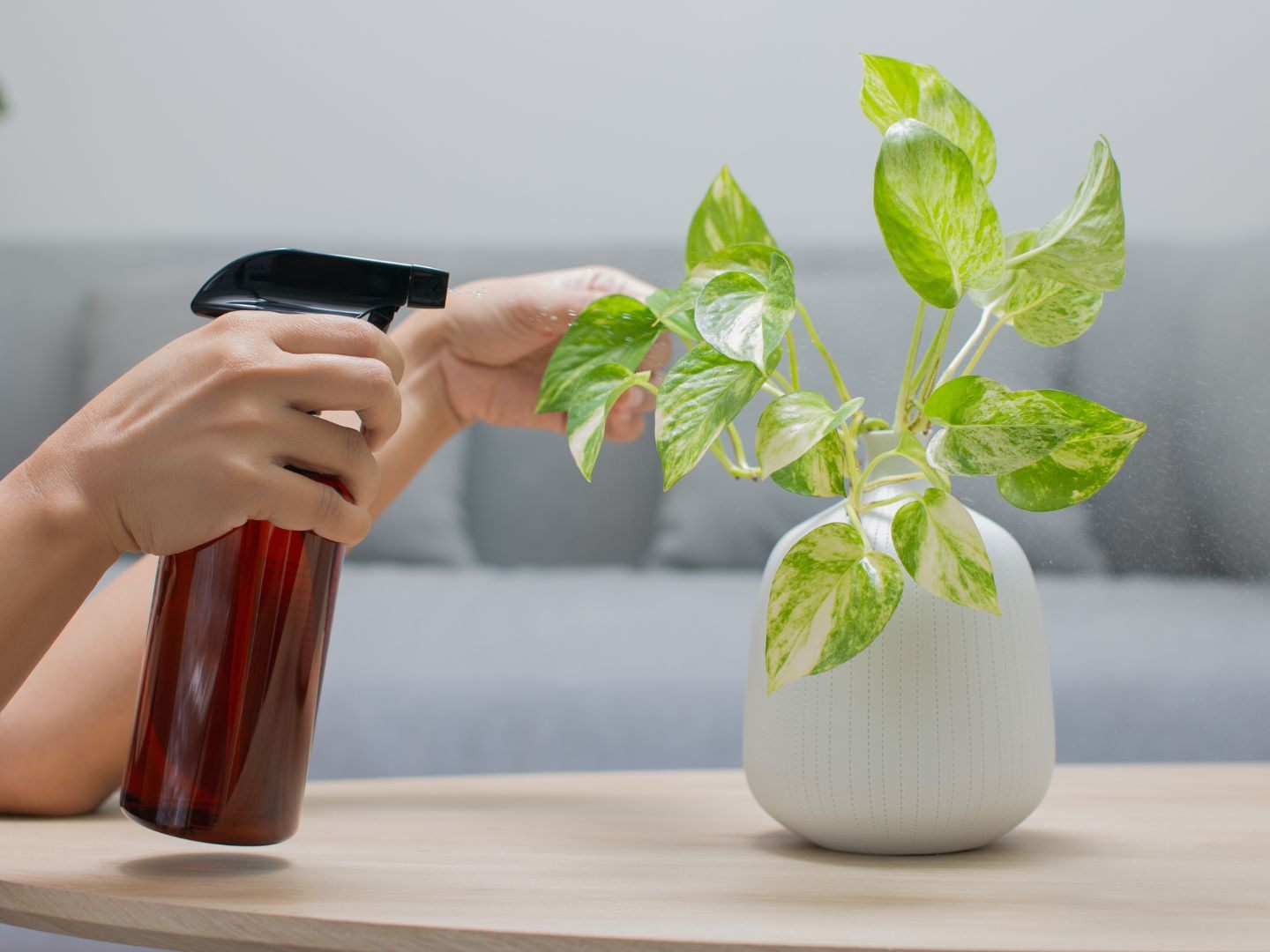Die Pothos (Epipremnum aureum) dient als Vorlage für die modifizierte Super-Pflanze.