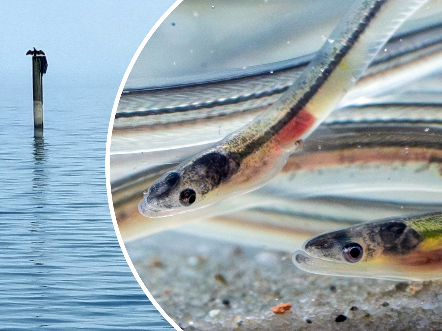 Aufbruch aus dem Bodensee – und dann droht der Tod in der Turbine