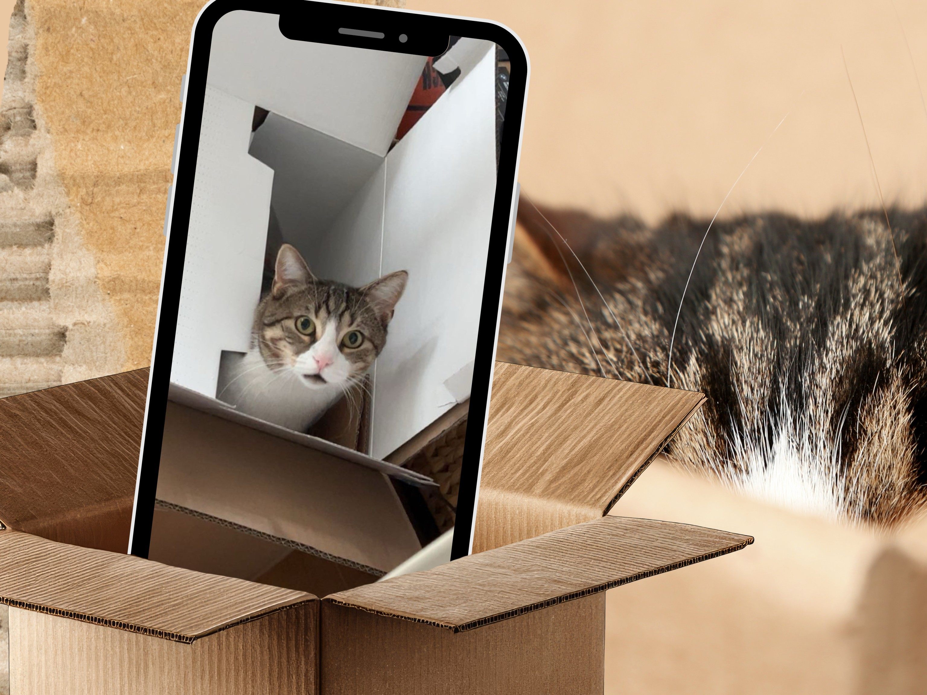 Von der Schachtel bis zum Klebeband-Viereck: Katzen und ihr Rückzugsinstinkt