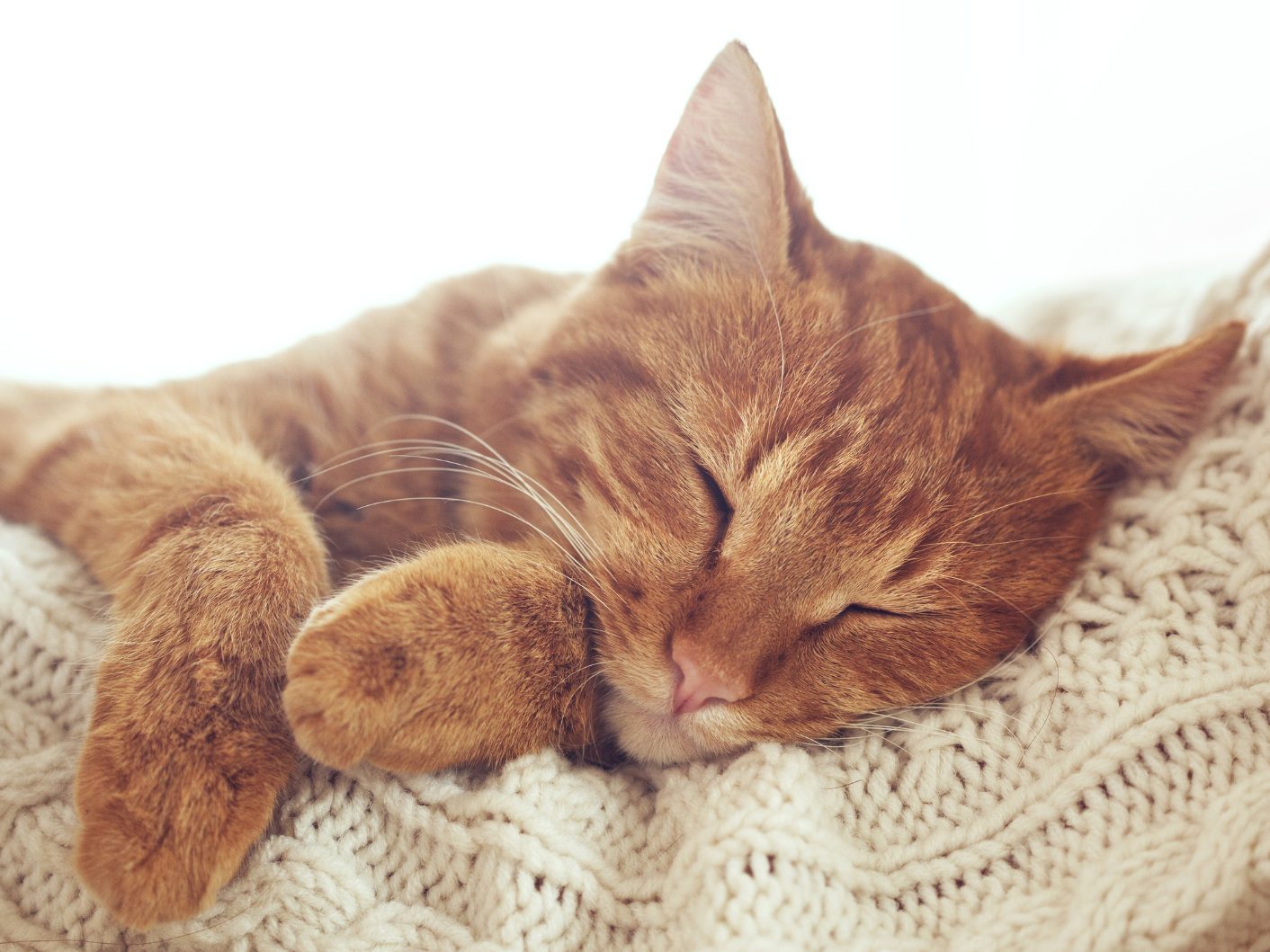 Zuneigung mit Krallen – was hinter dem Milchtritt der Katze steckt