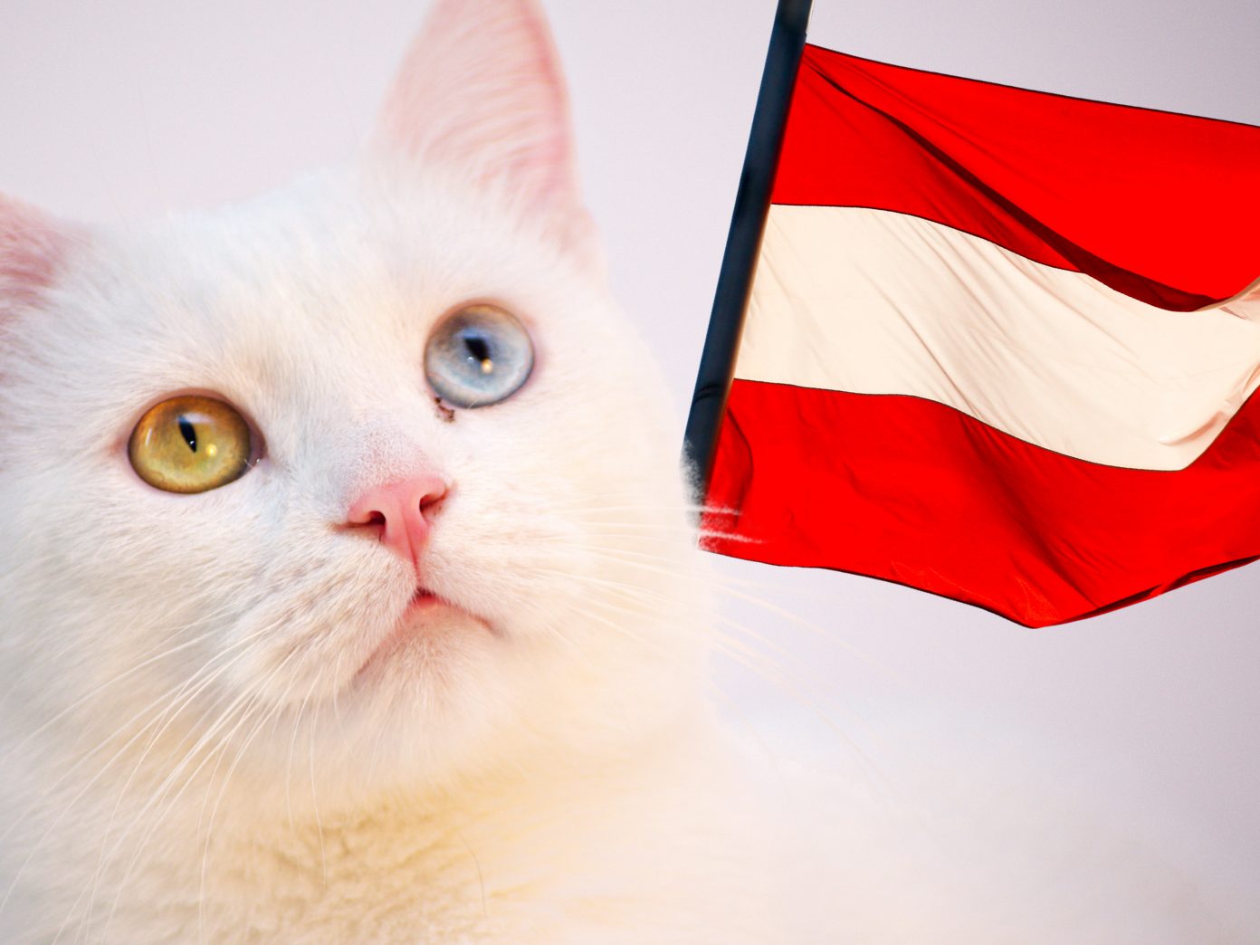 Fast jeder zweite Haushalt mit Tier – Katzen liegen klar vorne