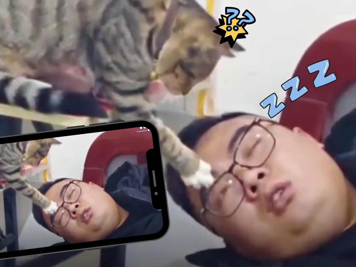 Vergeblicher Weckversuch in China – Katze wird ignoriert