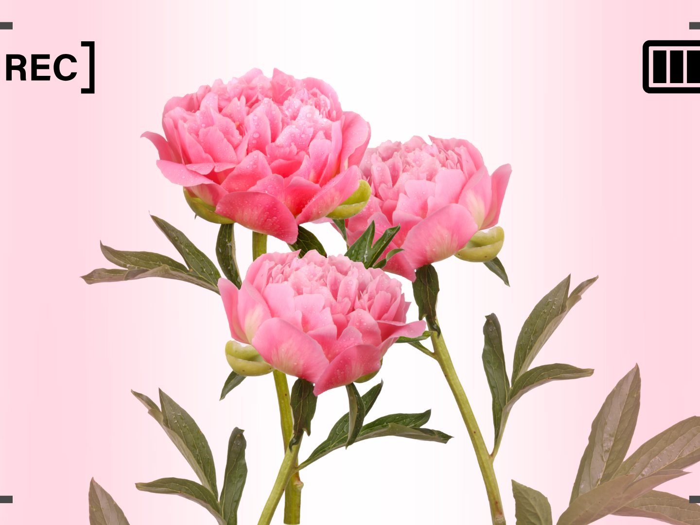 Wenn Blüten atmen – Pfingstrosen im Zeitraffer-Video