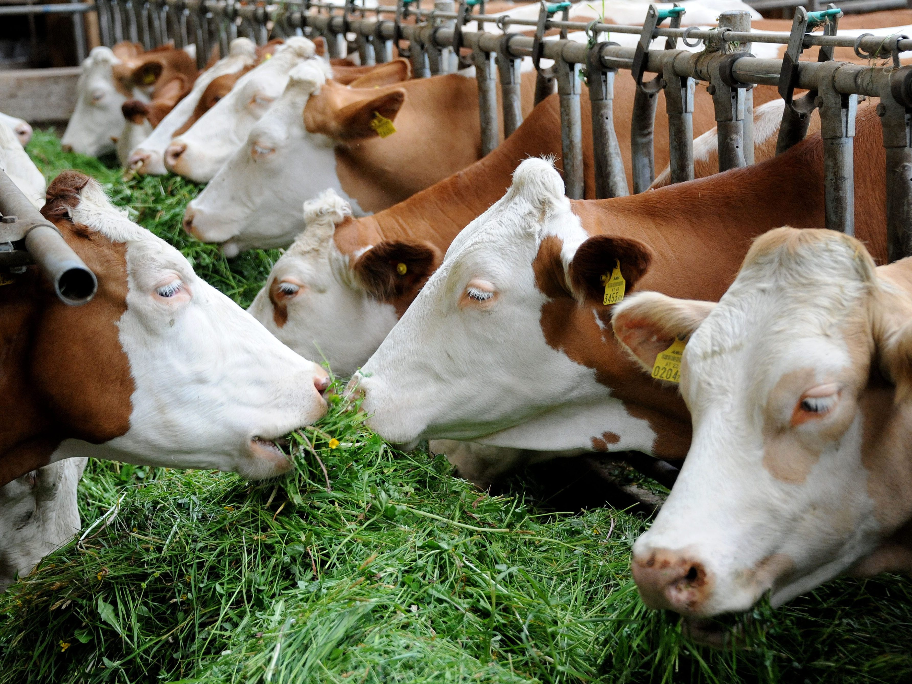 Tierseuche im Bregenzerwald: Land reagiert mit Tötung
