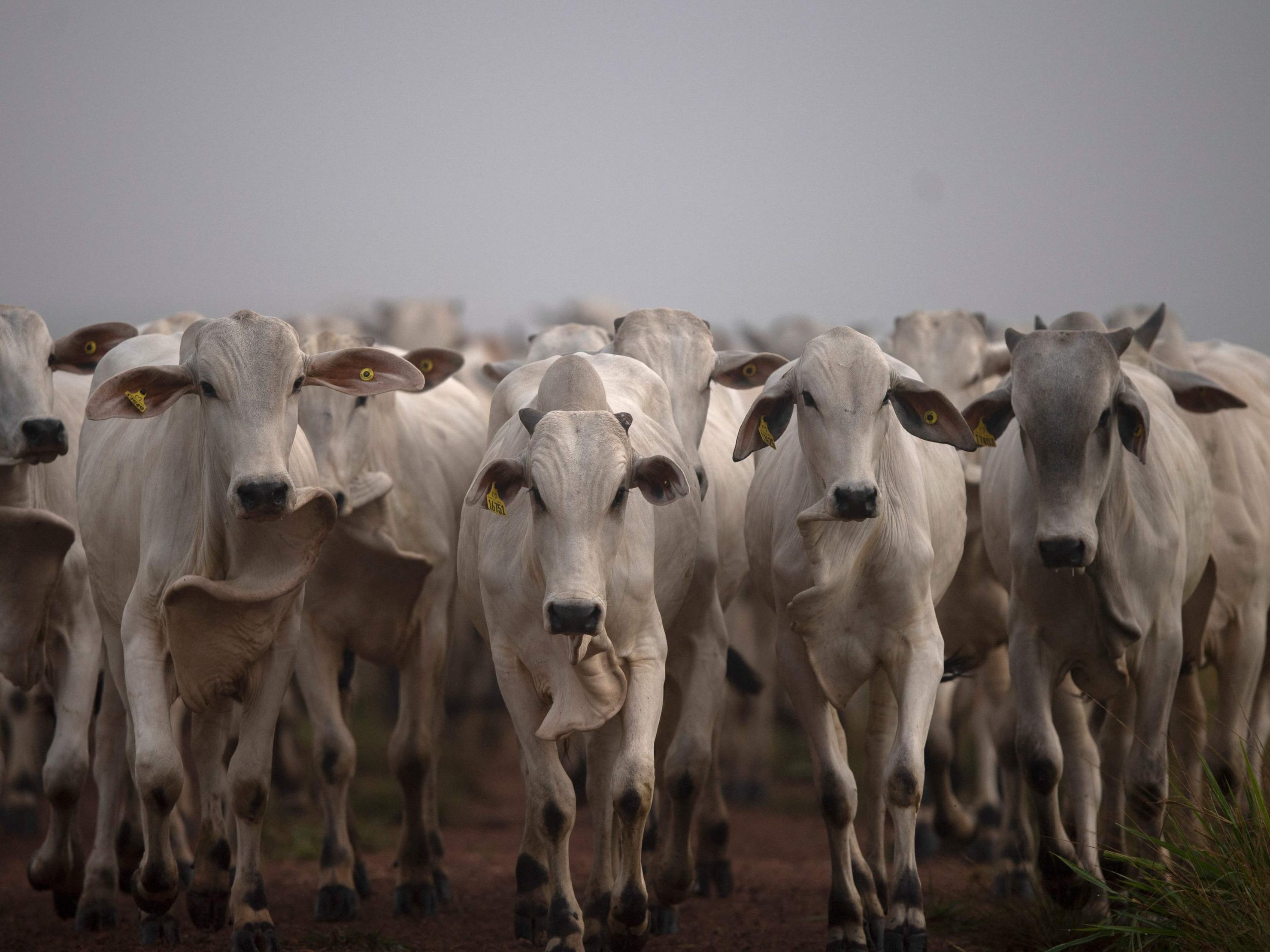 Argentinien ist einer der größten Rindfleischexporteure der Welt, doch österreichische Handelsketten setzen weiterhin auf Fleisch aus heimischer Herkunft.