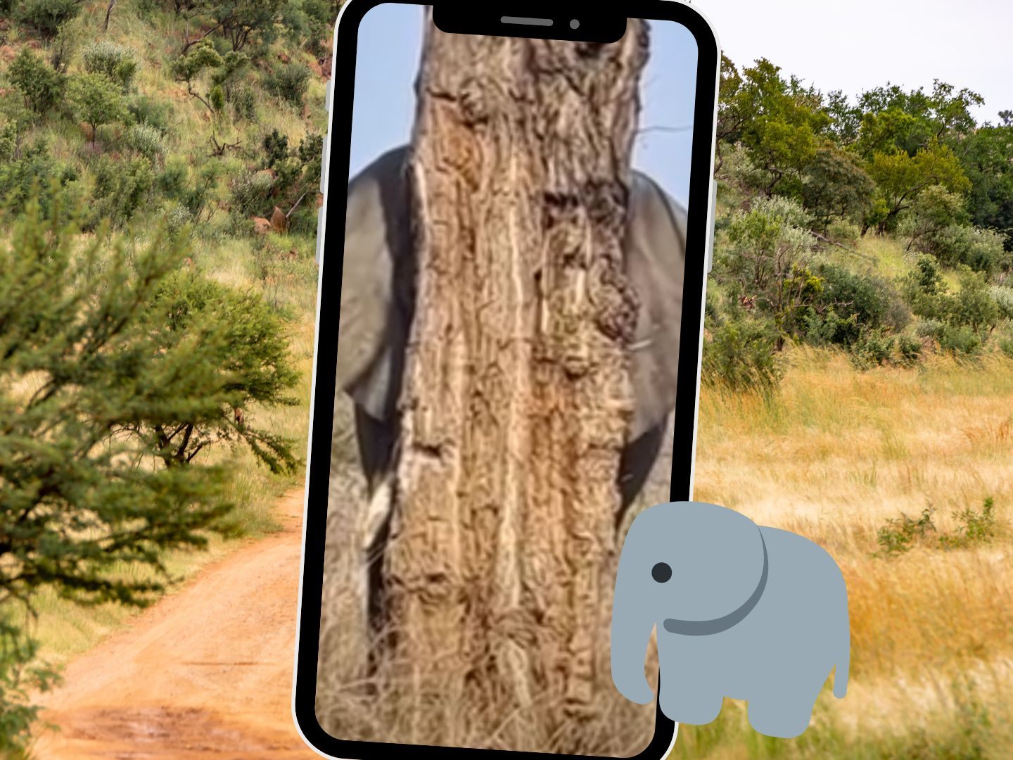Großer Auftritt: Elefant versteckt sich schlecht, aber süß.