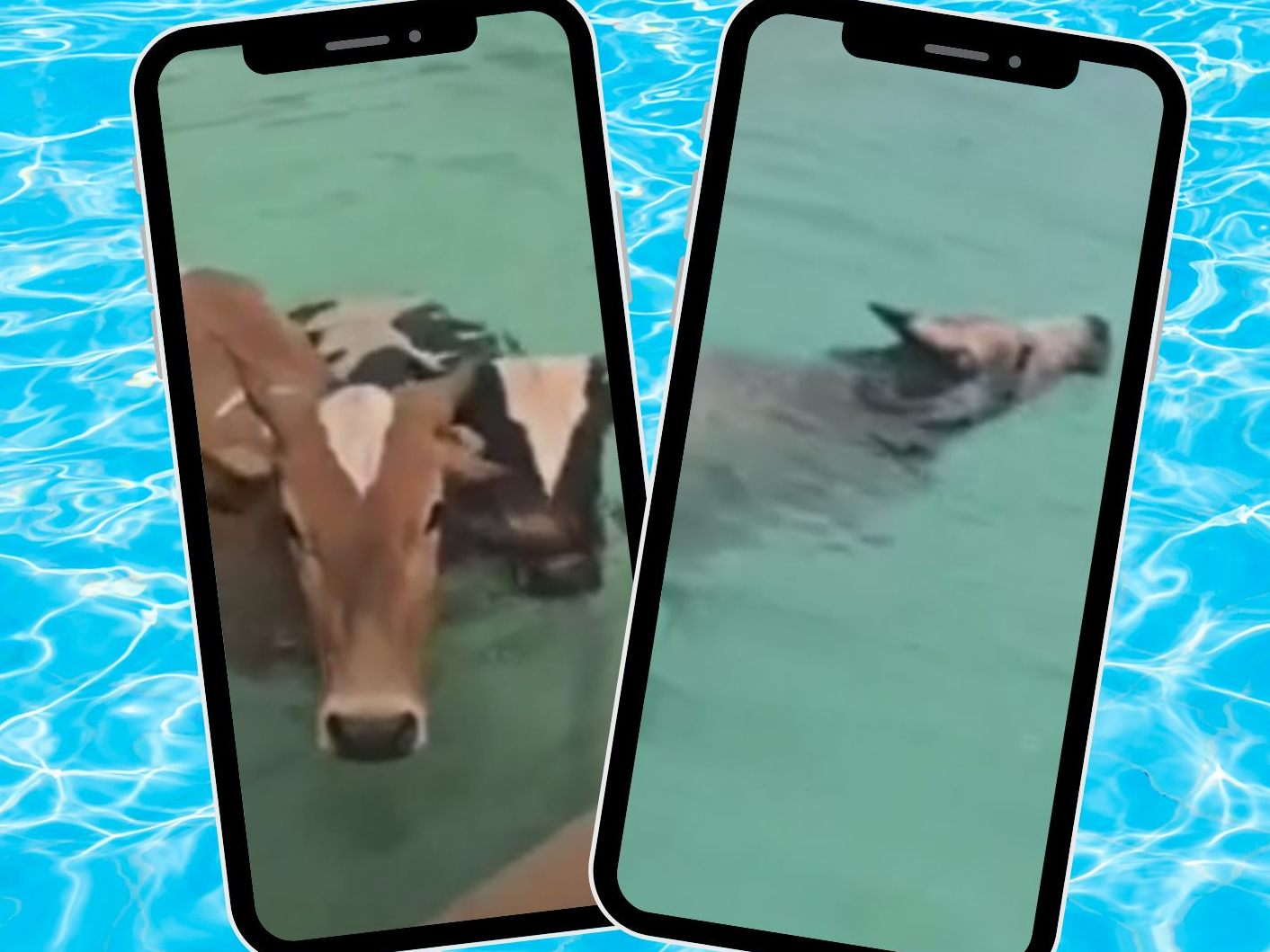 Abkühlung mit Hindernissen: Vier Kühe landen im Pool.