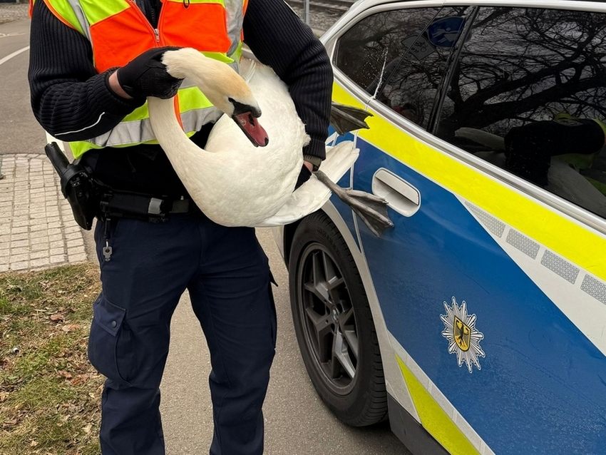 Zwei Schwäne sorgen am Bahnhof Lindau-Insel für Polizeieinsätze und Gleissperrungen.