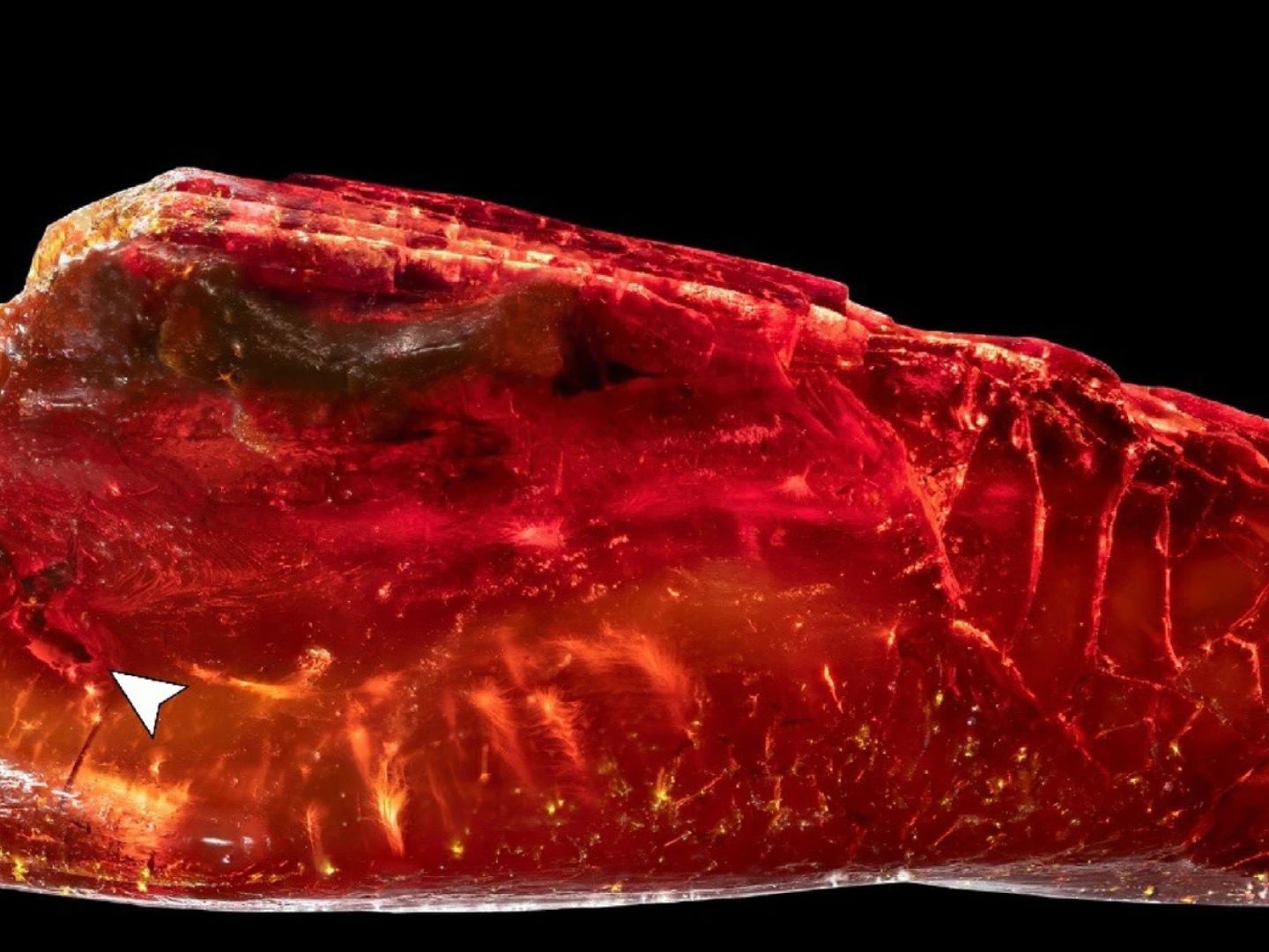 Die in einem Bernstein eingeschlossene Ameise ist rund 40 Millionen Jahre alt.