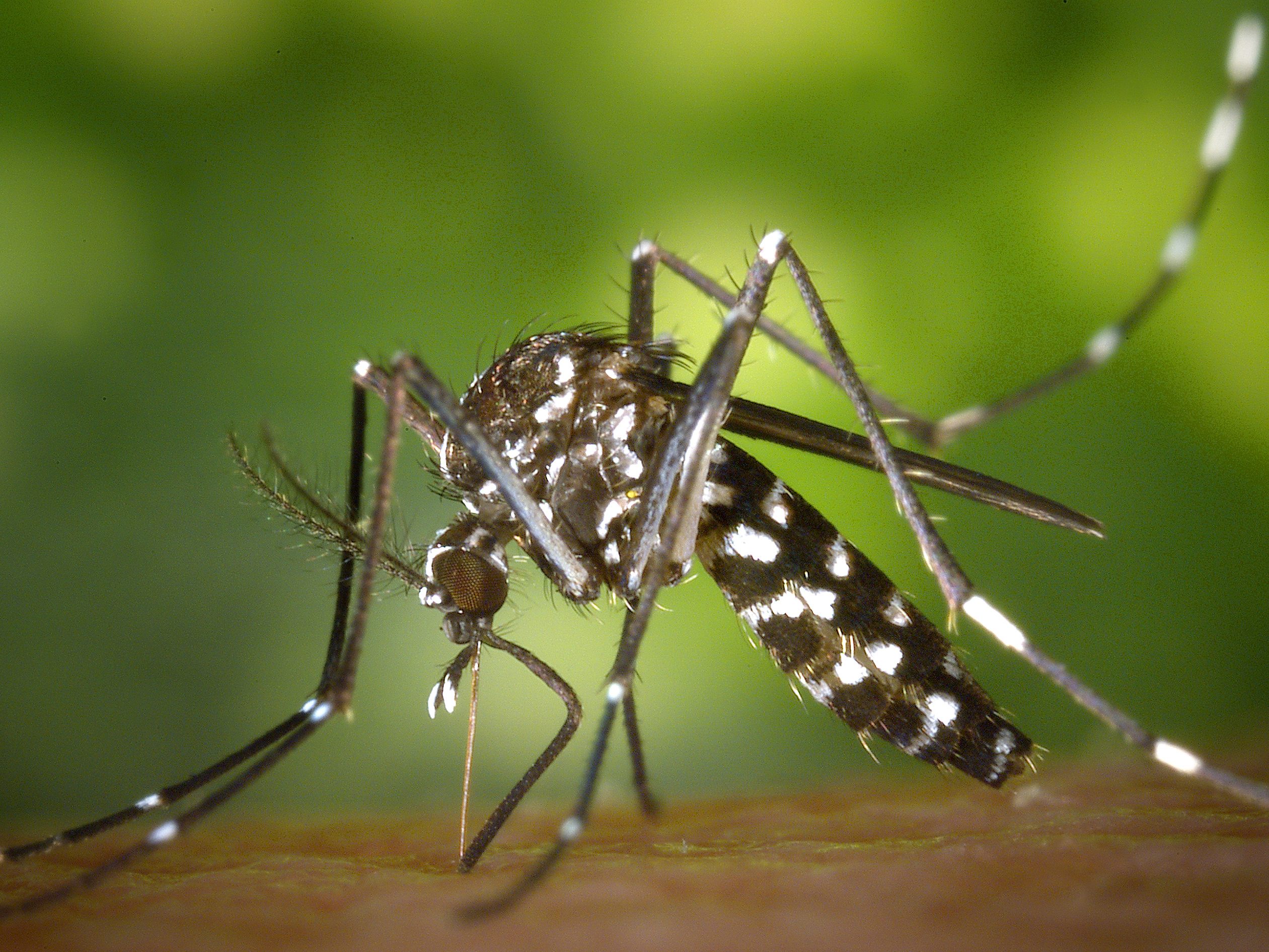 Klimawandel begünstigt Tropenvirus in Mitteleuropa