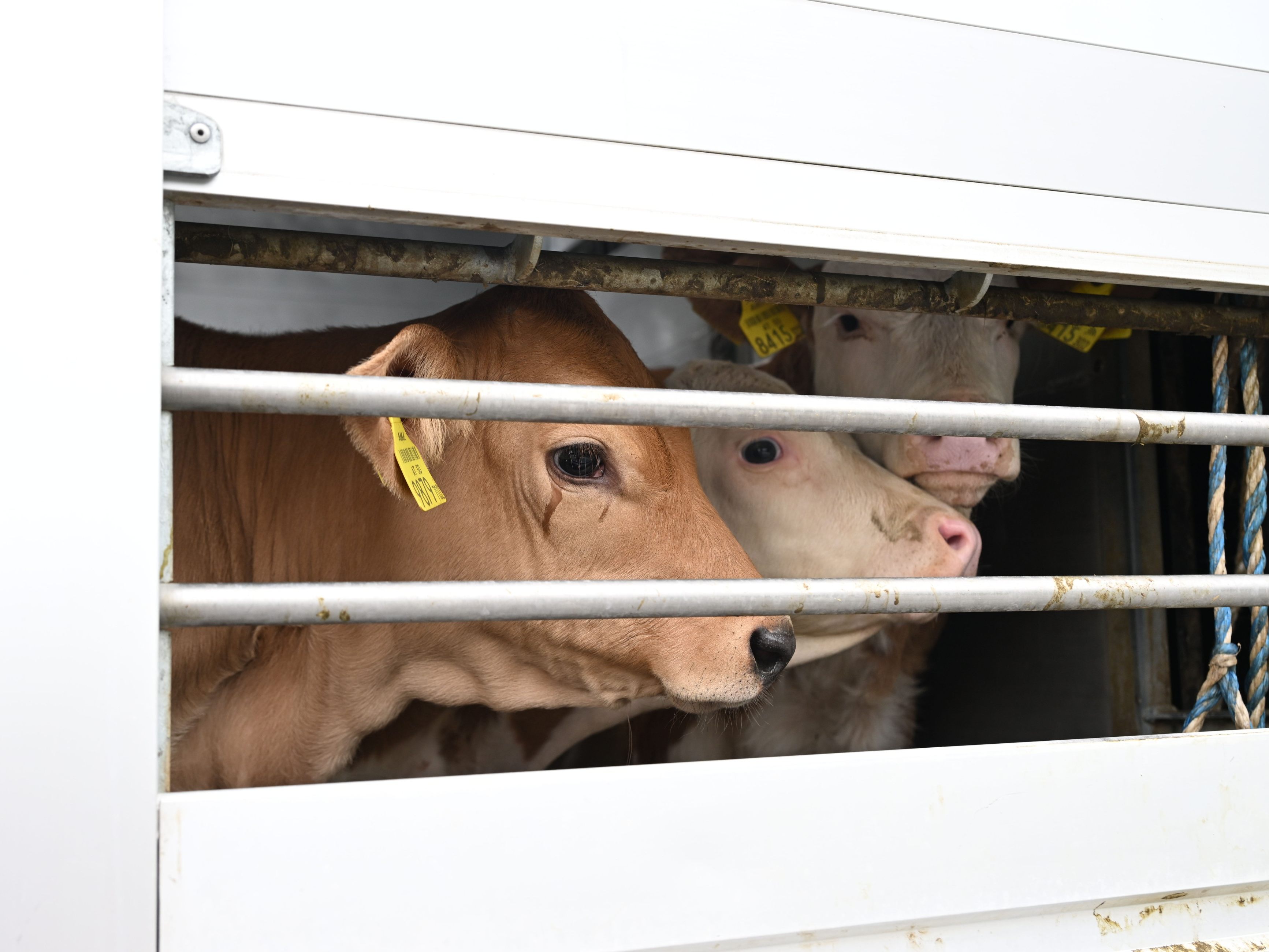 Sechs Betriebe noch gesperrt: TBC-Lage stabilisiert sich