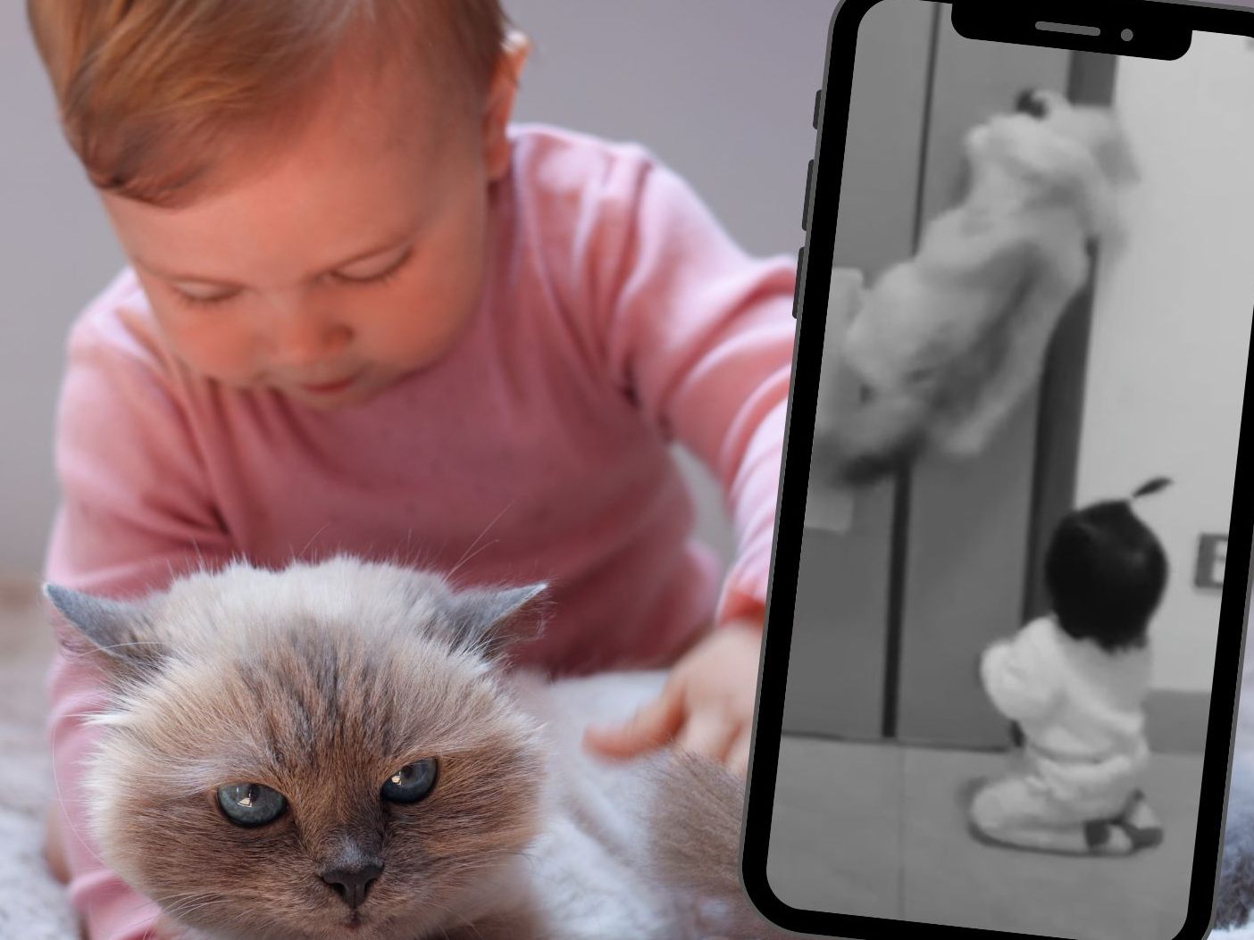 Tür auf, Baby raus: Katze hilft beim Ausbruch.