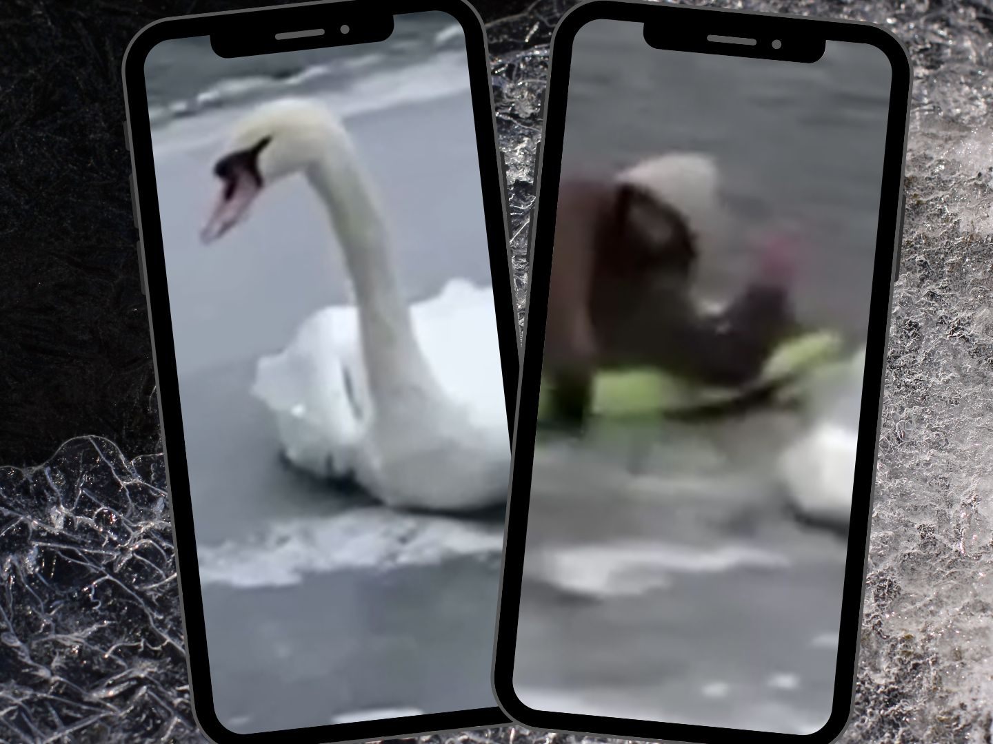 Helfer greifen ein: Schwan aus dem Eis befreit.