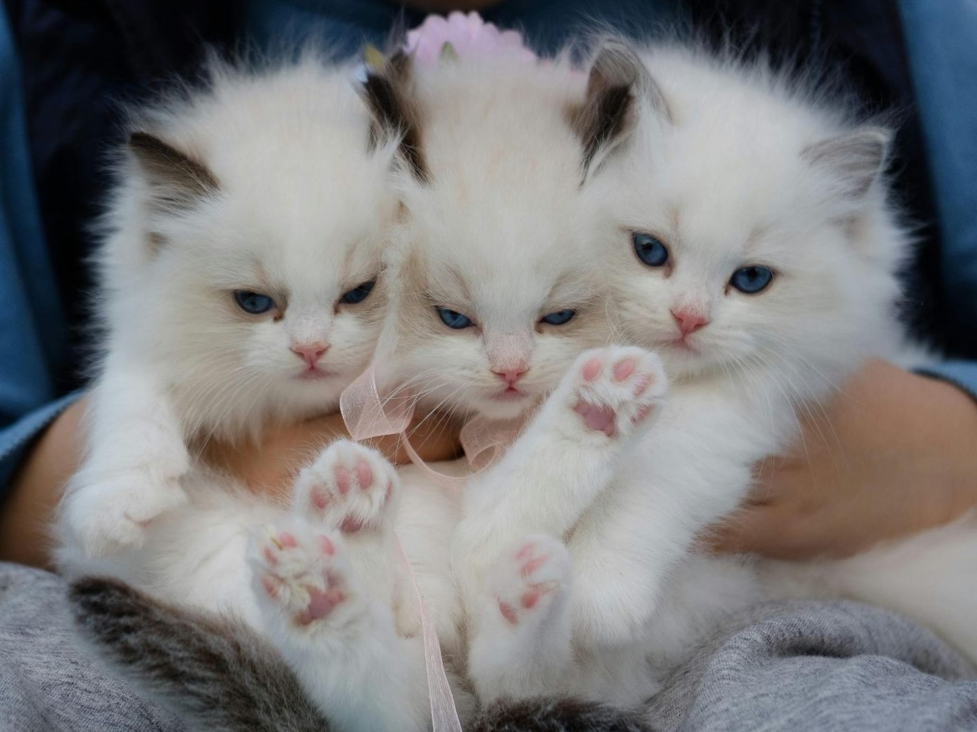 Katzenbabys in Bach geworfen: Polizei ermittelt.