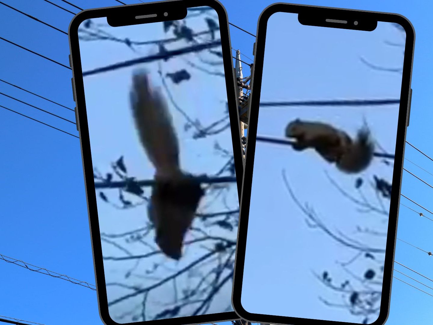 Eichhörnchen wird auf Stromleitung zum Akrobaten.