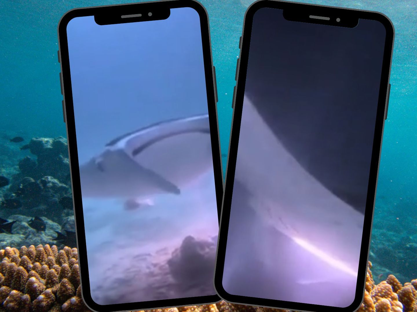 Spektakuläre Unterwasser-Szene: Mantarochen gleitet durch Lampenring.