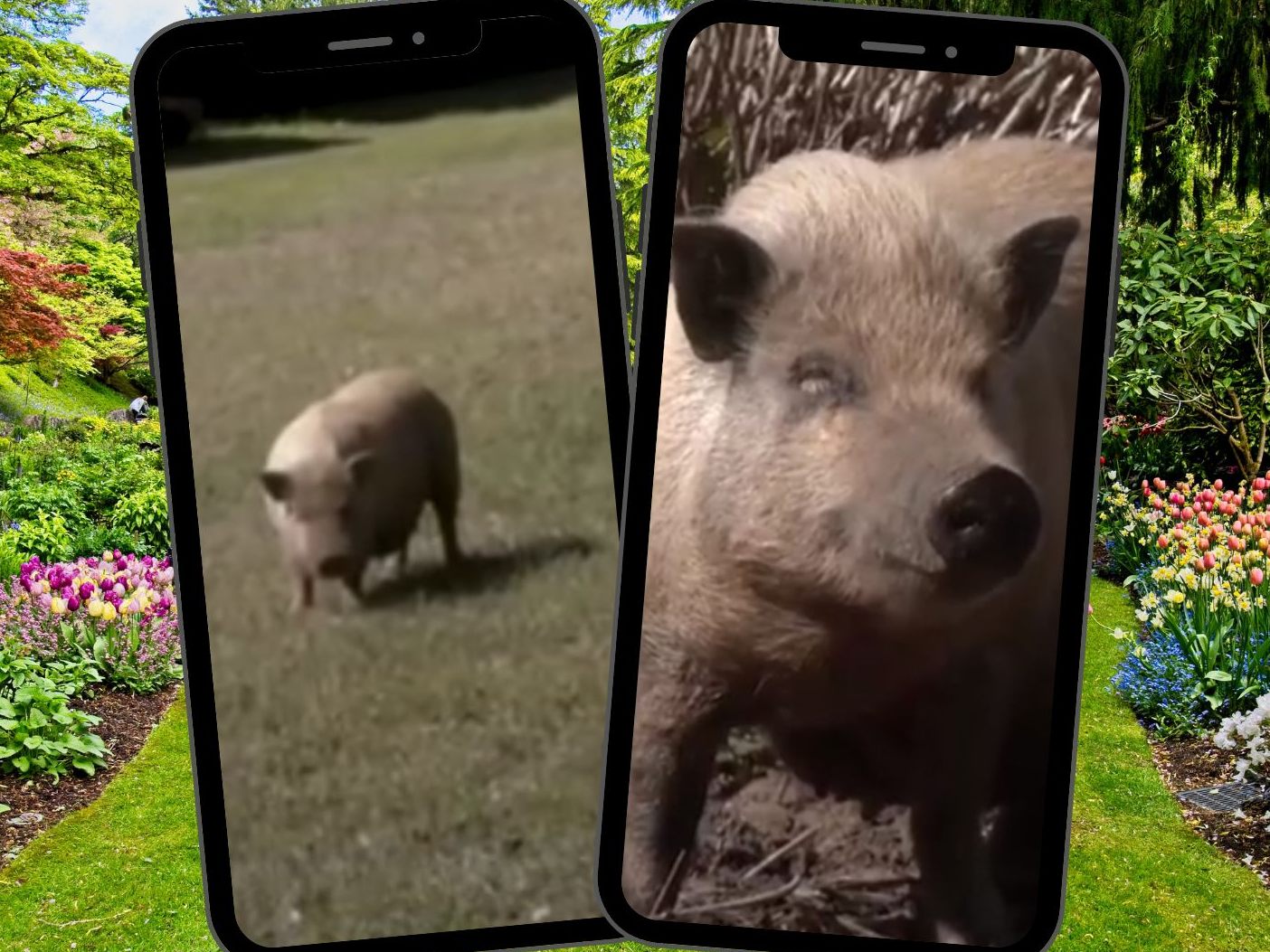 Rasen umgegraben, Pflanzen zertrampelt – Schwein sorgt für Ärger.