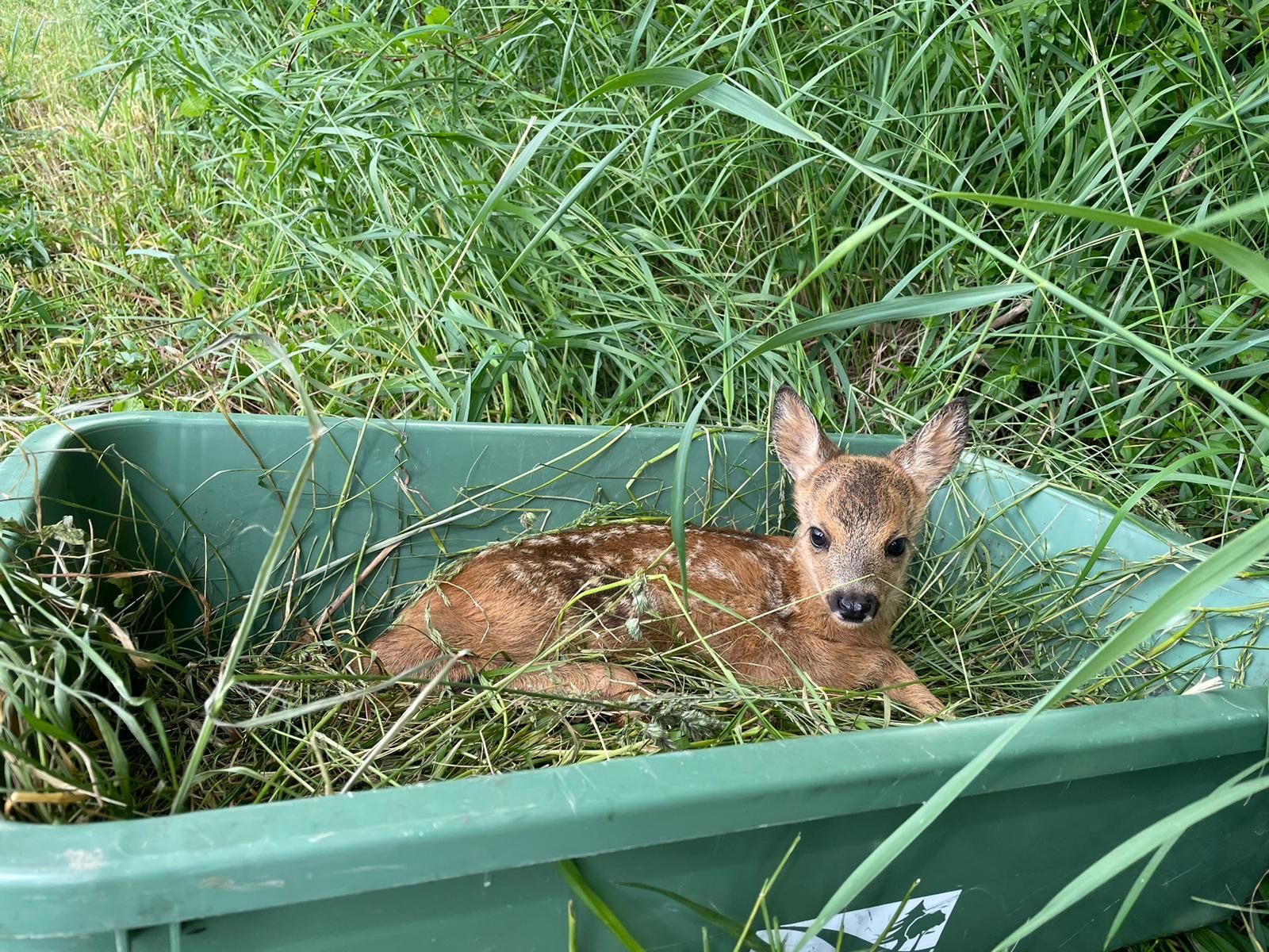 Schüler des Bundesgymnasiums Lustenau organisieren eine Spendenaktion für die Wildtierhilfe Vorarlberg.
