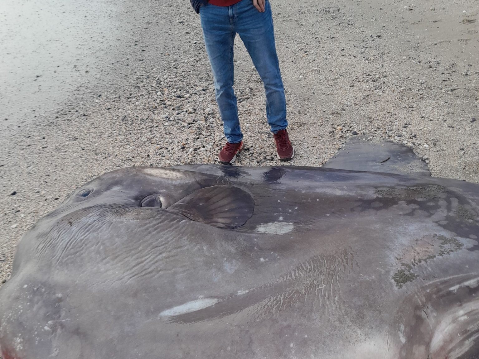 Riesenfisch plötzlich tot am Urlaubsstrand angespült.