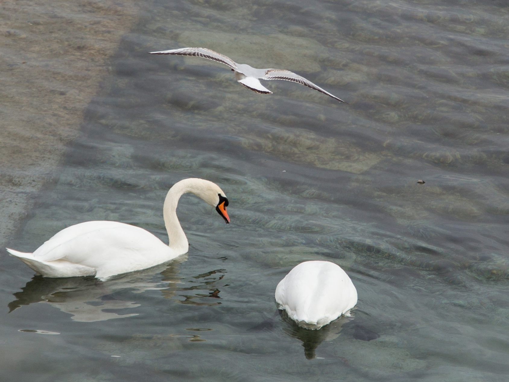 Weiterer Vogelgrippe-Fall in Vorarlberg - Stallpflicht bleibt bestehen. (Symbolbild)