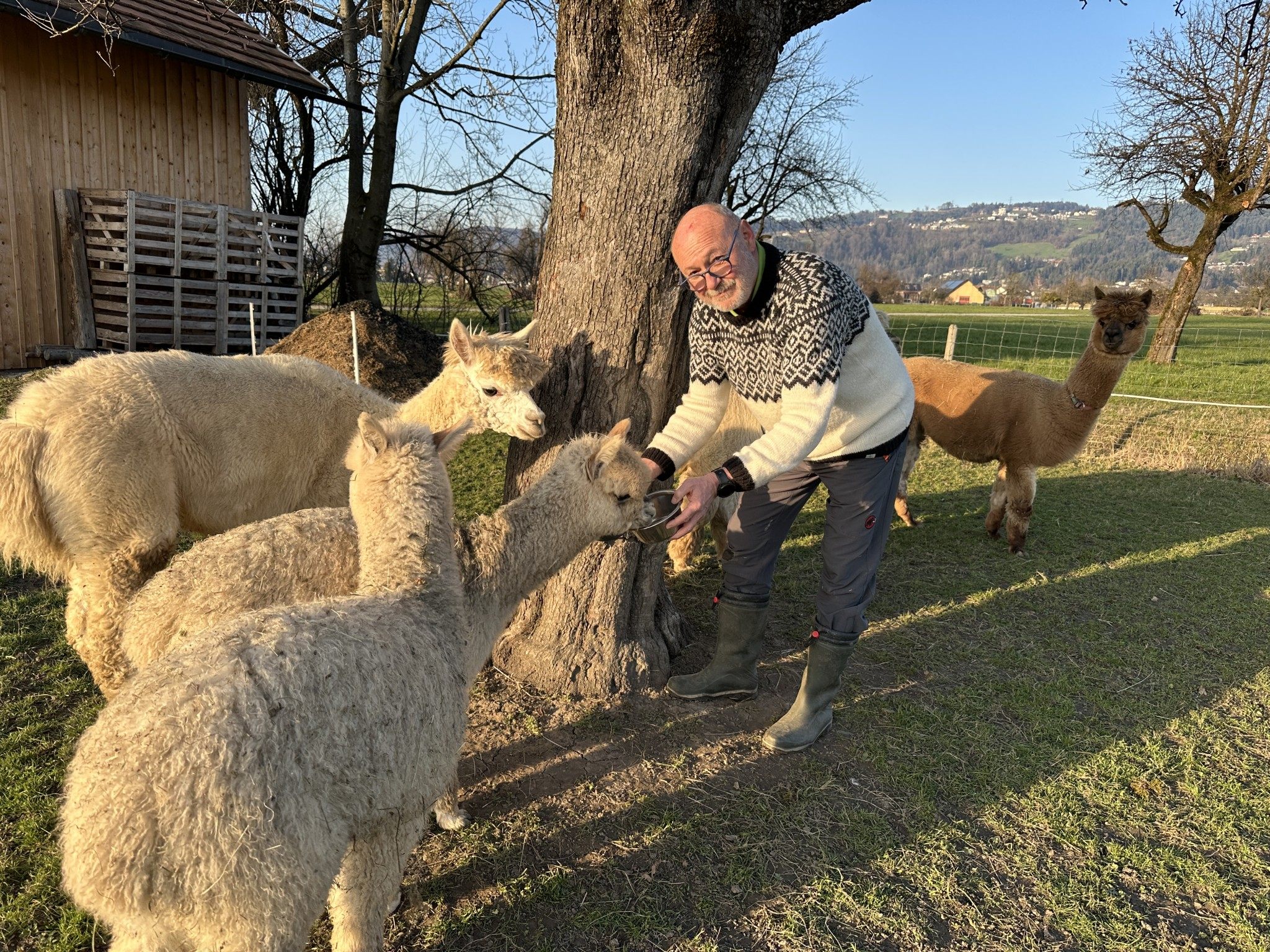 Seltene Alpaka-Zwillinge haben in Vorarlberg das Licht der Welt erblickt.