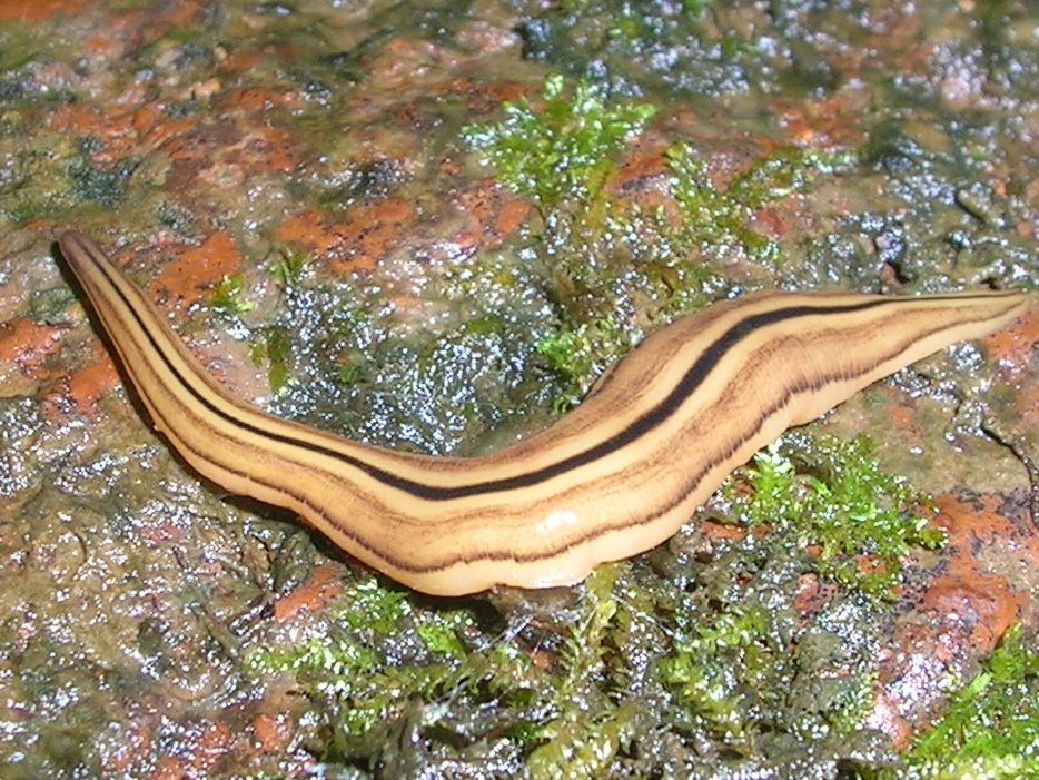 Eine Landplanarie aus Wayanad, Kerala, Indien