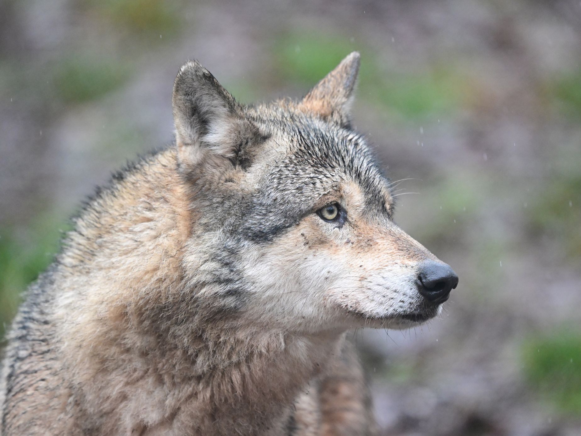 Wolf nach Angriff auf Frau wieder frei. (Symbolbild)