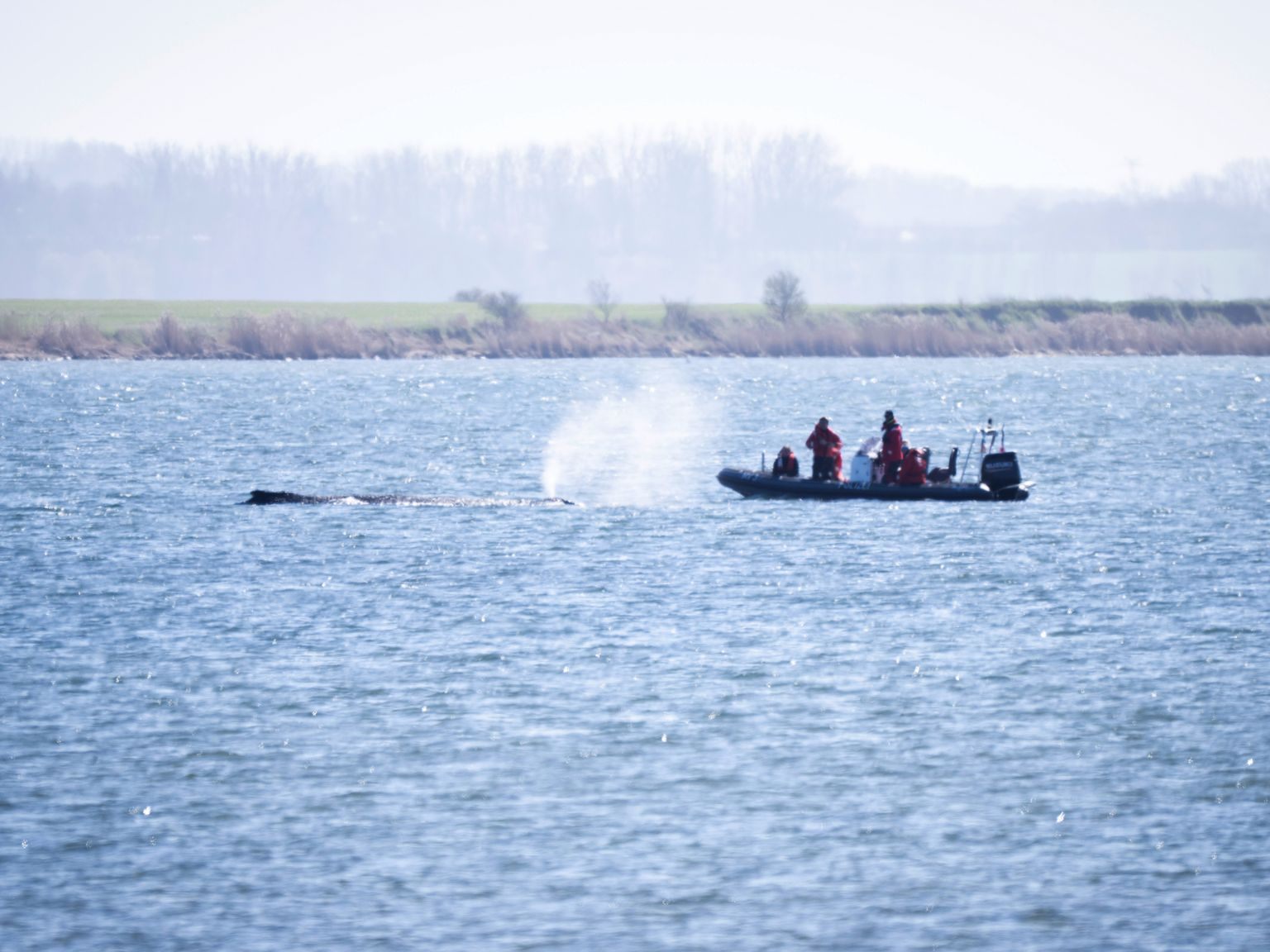 Der vor der Insel Poel gestrandete Buckelwal lebt noch, doch Fachleute sehen kaum noch Hoffnung. Eine Lebendbergung könne dem Tier schweren zusätzlichen Schaden zufügen.