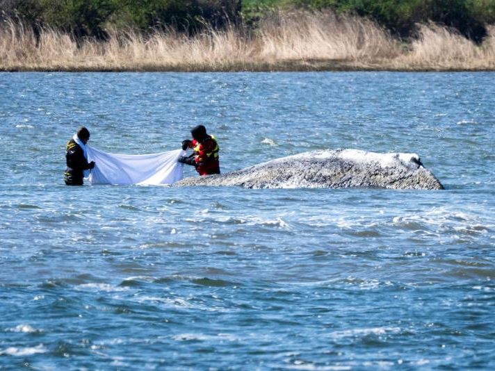 Der Rettungseinsatz für den Buckelwal geht weiter