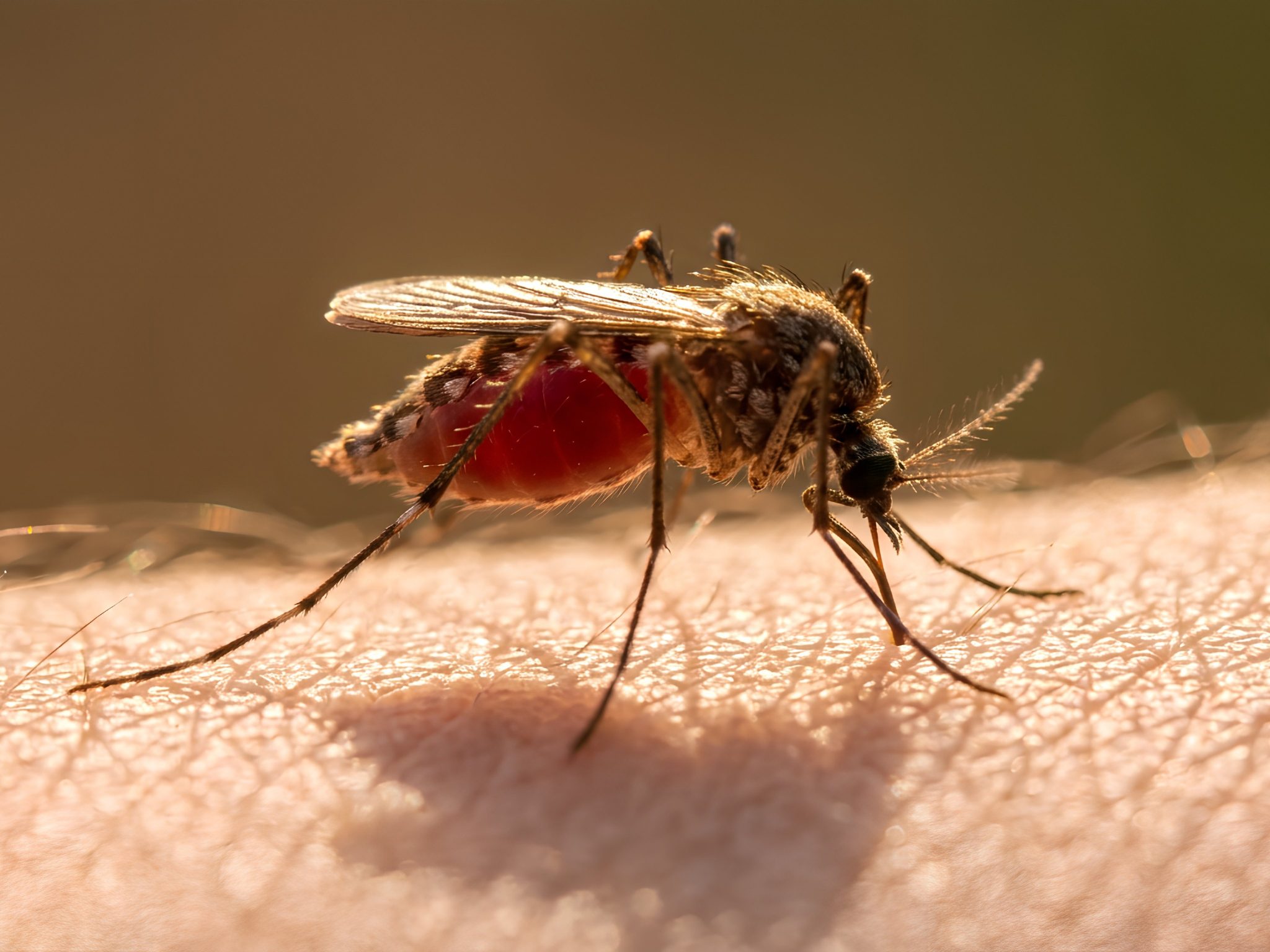 Wissenschaftler analysieren Flug- und Angriffsverhalten von Mücken