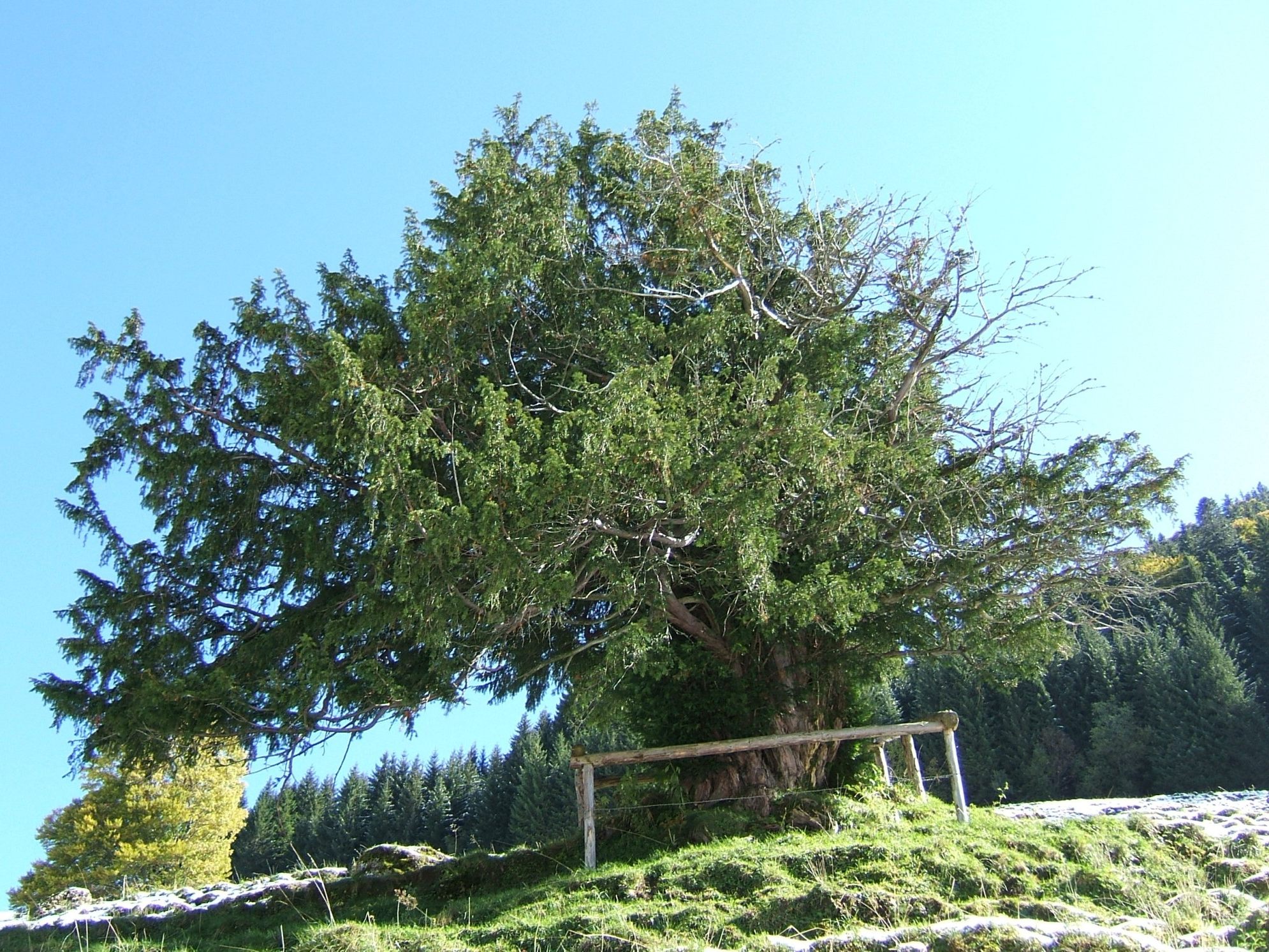 Ältester Baum Deutschlands wächst direkt an der Grenze.