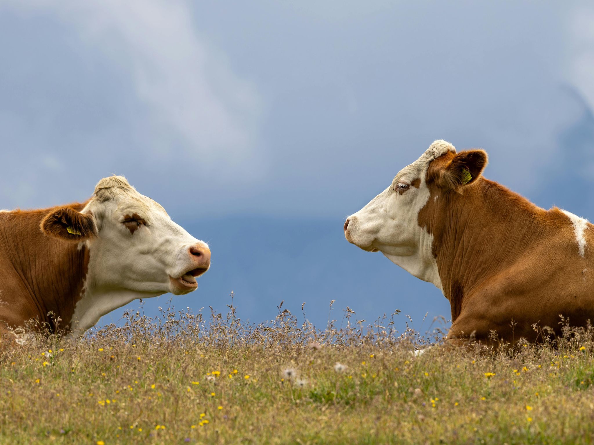 Nach TBC-Fällen in Dornbirn: Bauernbetrieb muss alle Tiere töten.