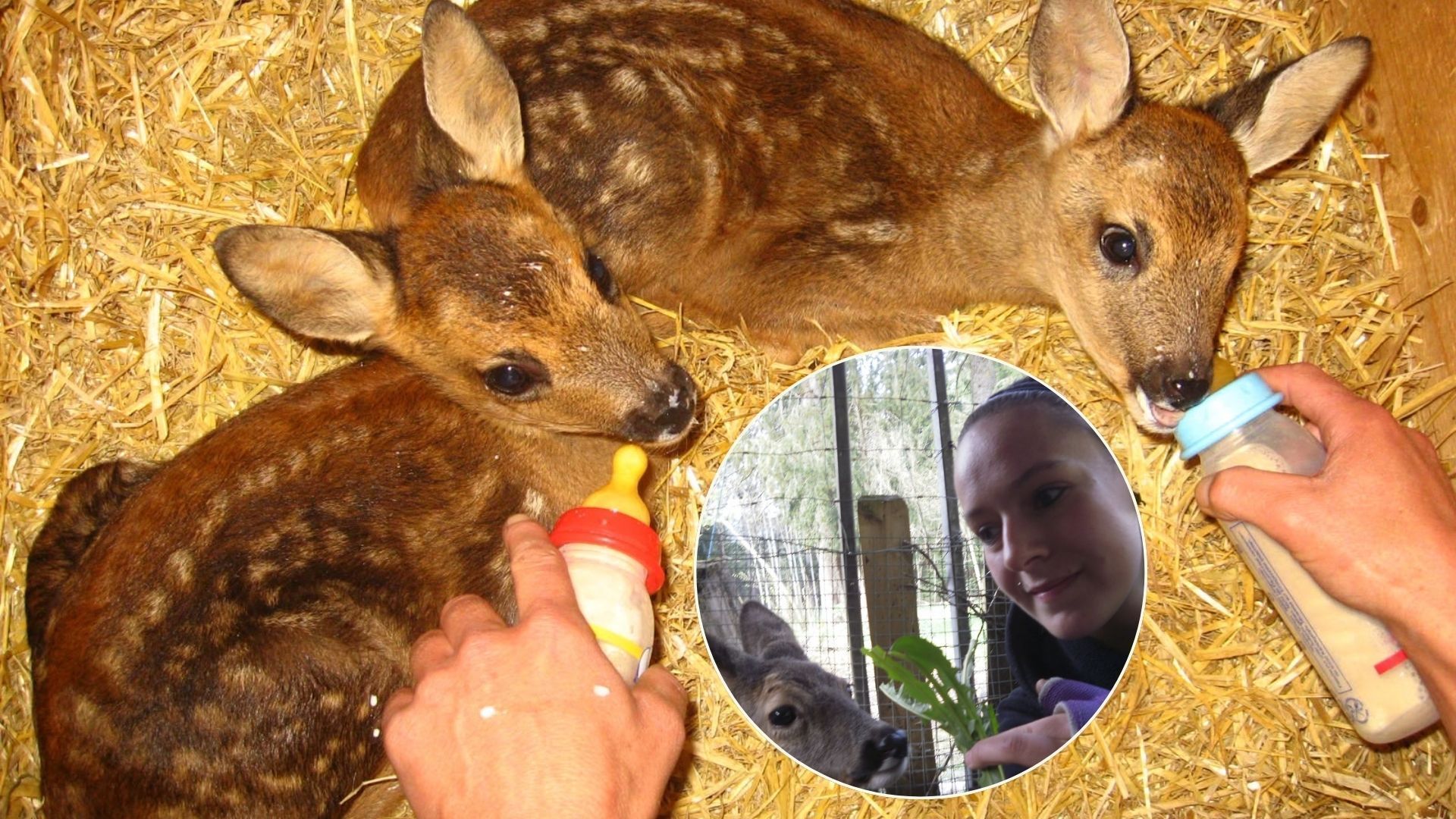 Ein Herz für mutterlose Rehkitze: Die Bambi-Retter von Doren
